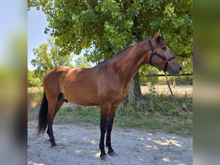 Lusitanos Hengst 4 Jahre 163 cm Dunkelbrauner in Golega