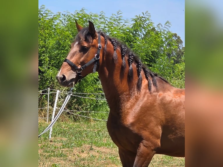 Lusitanos Hengst 4 Jahre 163 cm Dunkelbrauner in Golega