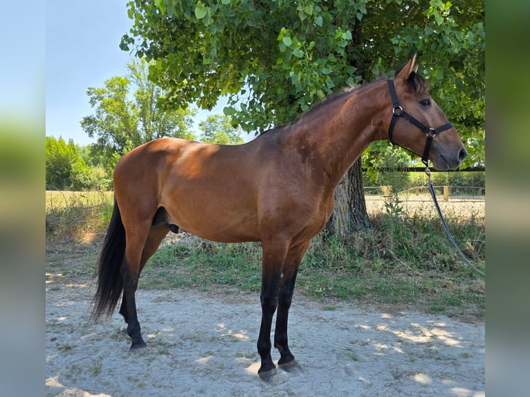 Lusitanos Hengst 4 Jahre 163 cm Dunkelbrauner in Golega