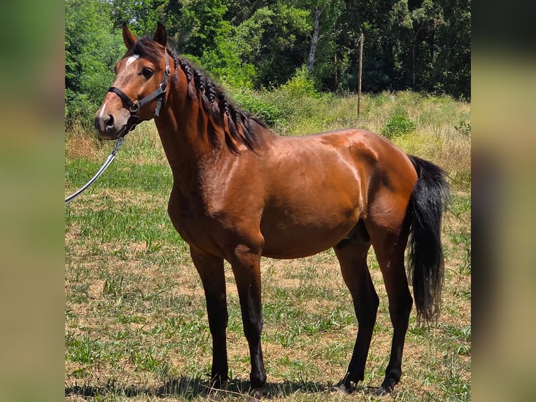 Lusitanos Hengst 4 Jahre 163 cm Dunkelbrauner in Golega