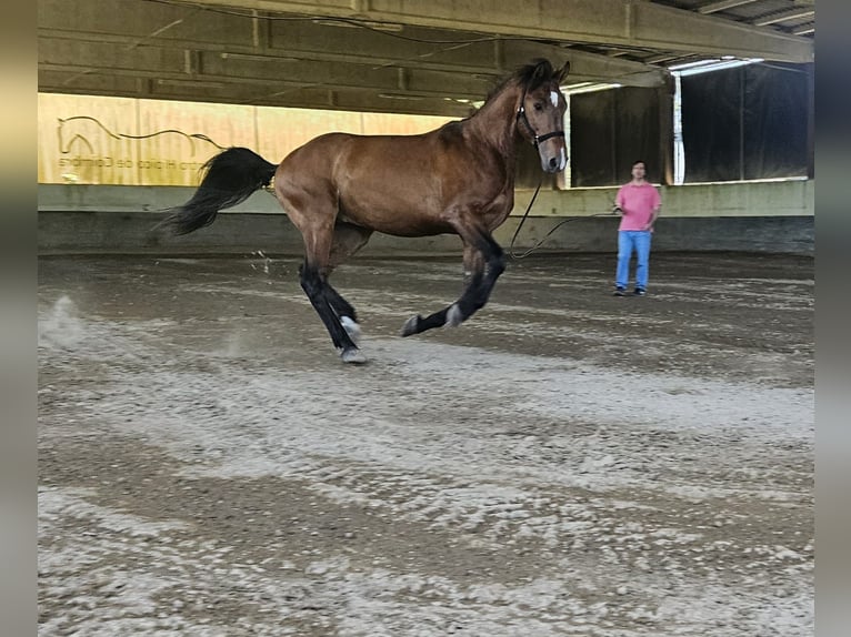 Lusitanos Hengst 4 Jahre 163 cm Dunkelbrauner in Golega