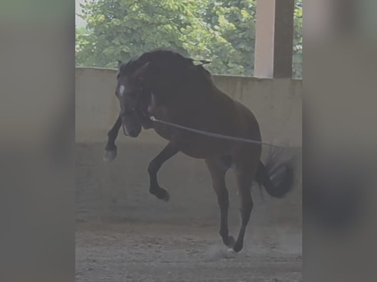 Lusitanos Hengst 4 Jahre 163 cm Dunkelbrauner in Golega