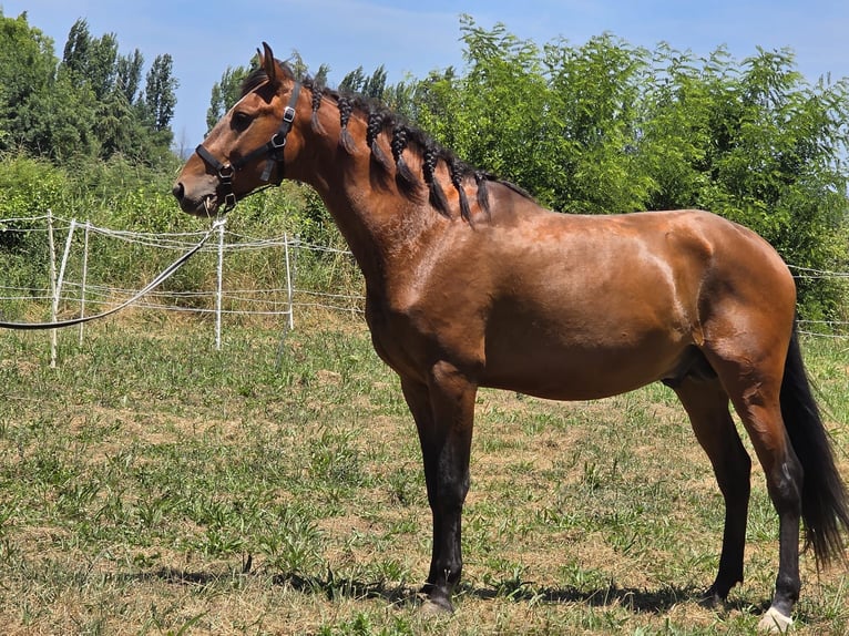 Lusitanos Hengst 4 Jahre 163 cm Dunkelbrauner in Golega