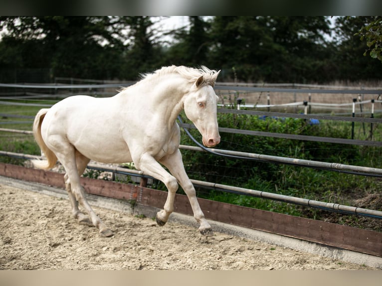 Lusitanos Hengst 4 Jahre 163 cm Perlino in Neukirchen-Vluyn