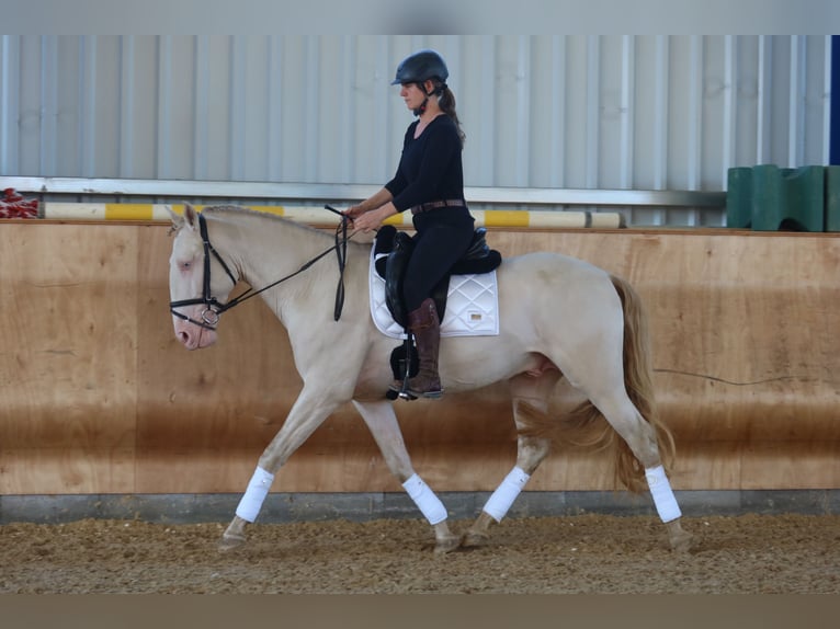 Lusitanos Hengst 4 Jahre 163 cm Perlino in Dirlewang