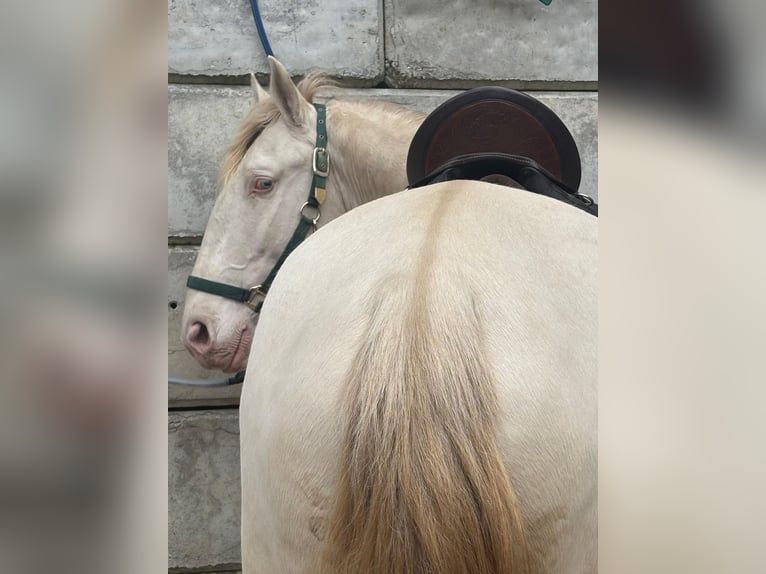 Lusitanos Hengst 4 Jahre 163 cm Perlino in Dirlewang