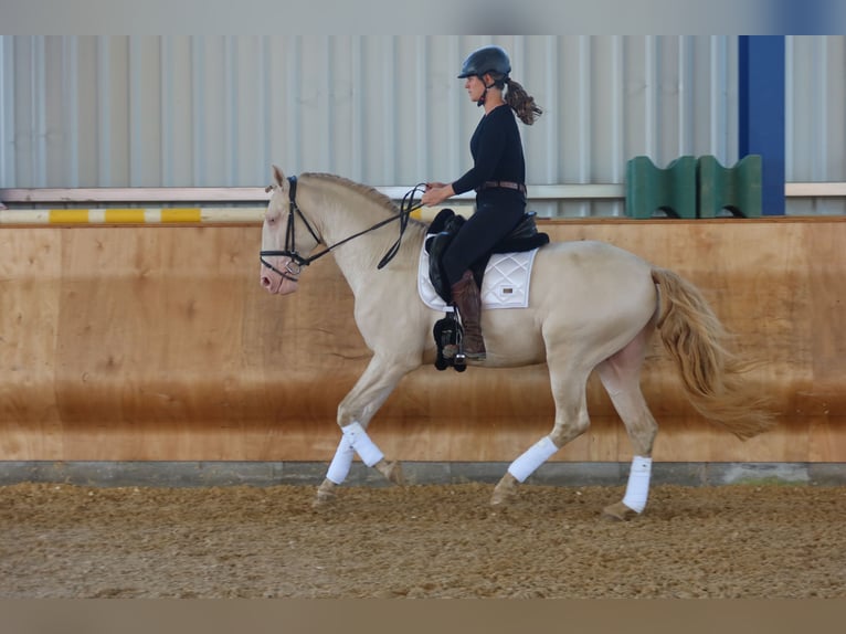 Lusitanos Hengst 4 Jahre 163 cm Perlino in Dirlewang
