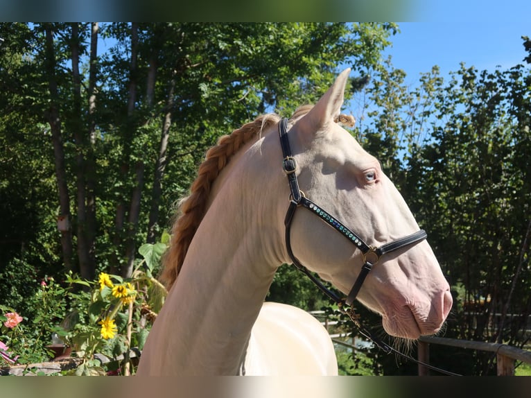 Lusitanos Hengst 4 Jahre 163 cm Perlino in Dirlewang