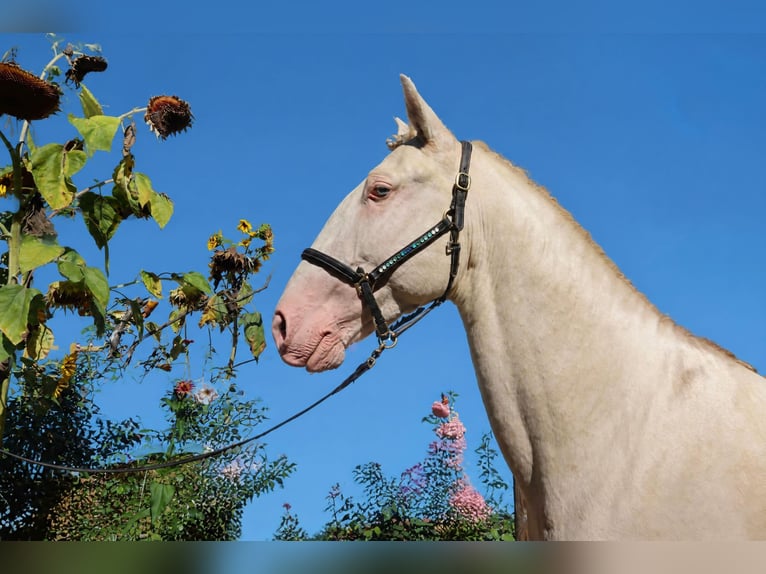 Lusitanos Hengst 4 Jahre 163 cm Perlino in Dirlewang