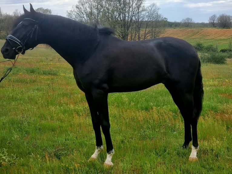 Lusitanos Hengst 4 Jahre 163 cm Rappe in Navas Del Madroño