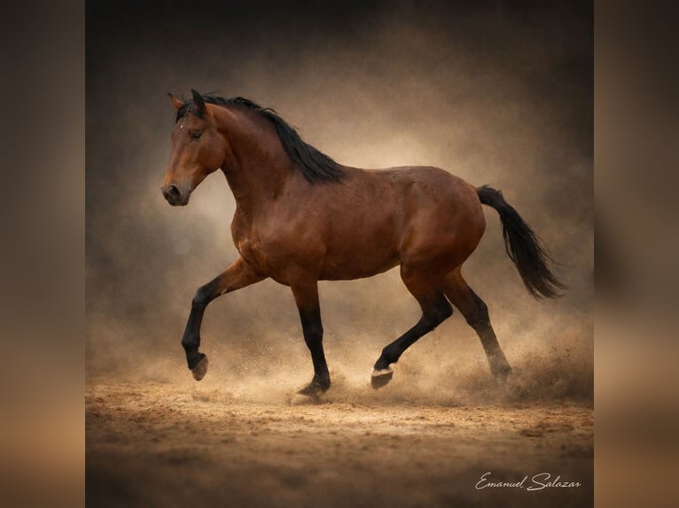 Lusitanos Hengst 4 Jahre 164 cm Brauner in Cartaxo