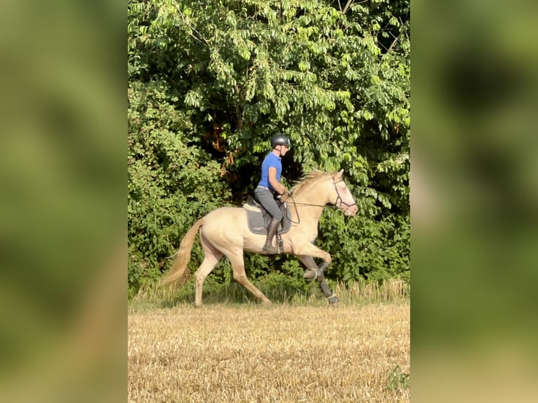 Lusitanos Hengst 4 Jahre 164 cm Cremello in Rovello porro