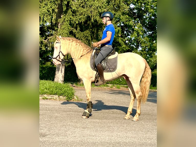 Lusitanos Hengst 4 Jahre 164 cm Cremello in Rovello porro