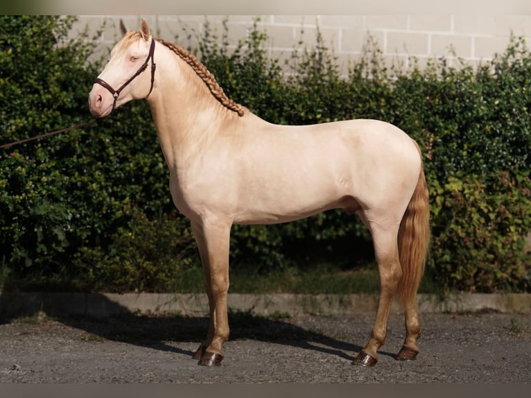 Lusitanos Hengst 4 Jahre 164 cm Cremello in Rovello porro