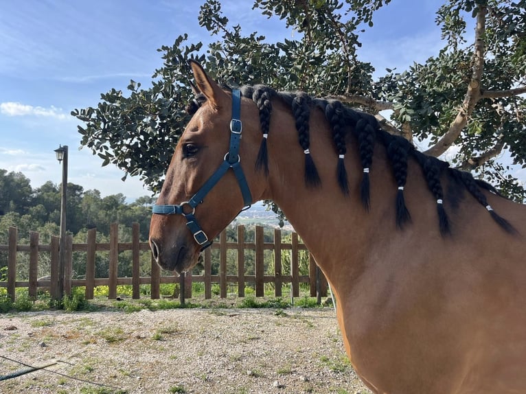 Lusitanos Hengst 4 Jahre 164 cm Falbe in La Alberca