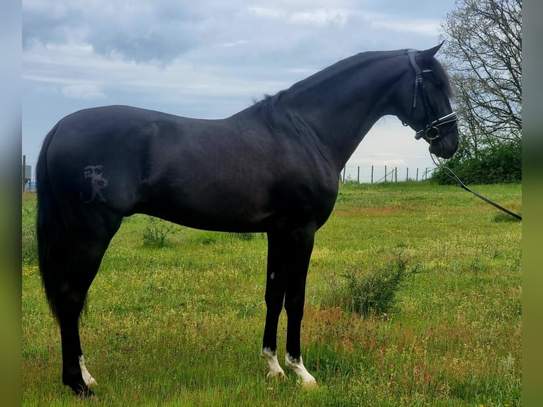 Lusitanos Hengst 4 Jahre 164 cm Rappe in Leon