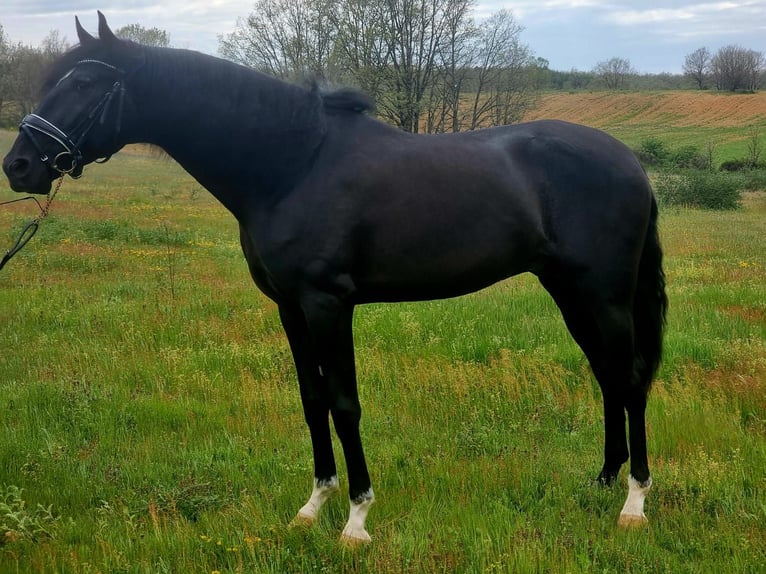 Lusitanos Hengst 4 Jahre 164 cm Rappe in Leon