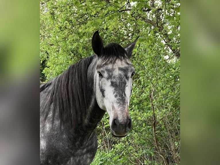 Lusitanos Hengst 4 Jahre 164 cm Schimmel in Saligny sur Roudon