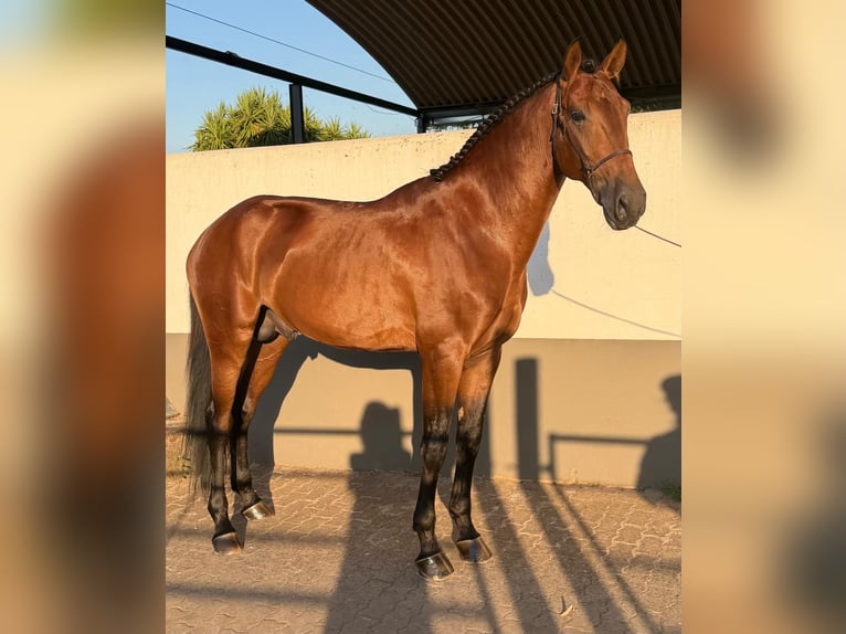 Lusitanos Hengst 4 Jahre 165 cm Brauner in Vila Viçosa