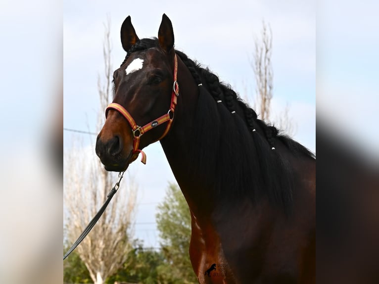 Lusitanos Hengst 4 Jahre 165 cm Brauner in Mallorca