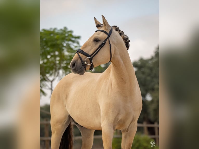 Lusitanos Hengst 4 Jahre 165 cm Falbe in Lisboa Lusitanos Hengst 4 Jahre 165 cm Falbe in Lisboa