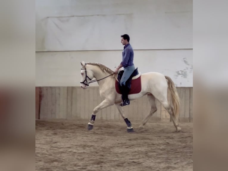 Lusitanos Hengst 4 Jahre 165 cm Perlino in Rovello porro