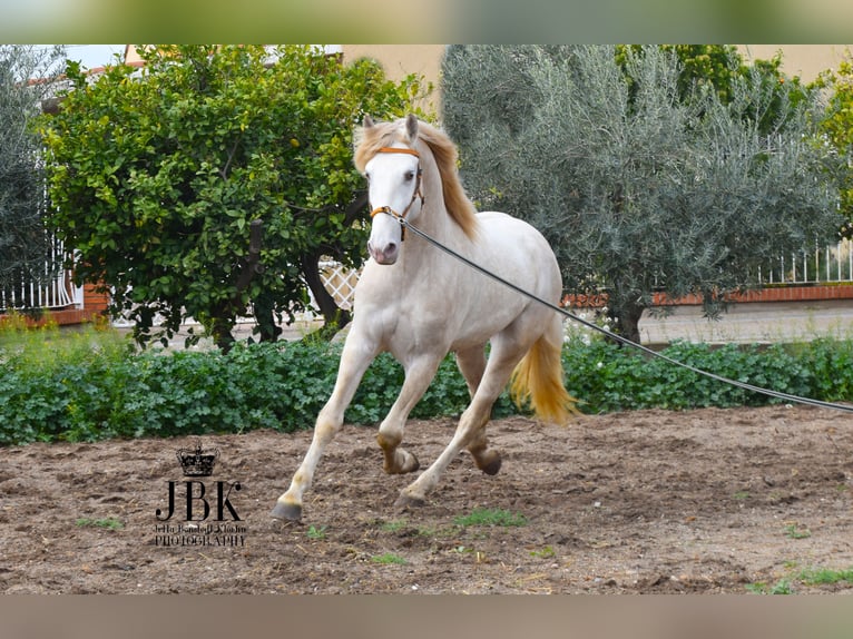 Lusitanos Hengst 4 Jahre 165 cm Perlino in Oro Verde