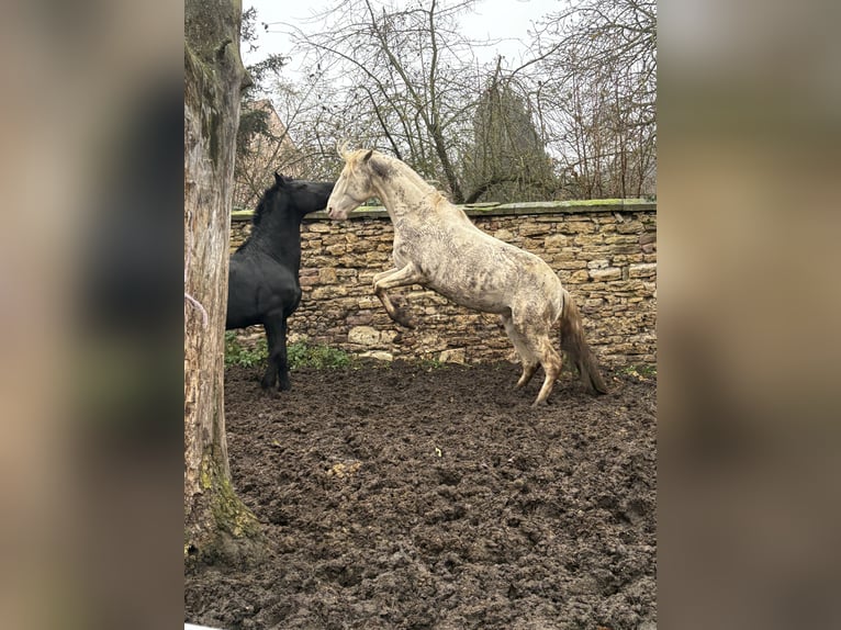 Lusitanos Hengst 4 Jahre 165 cm Perlino in OrbisBischheim