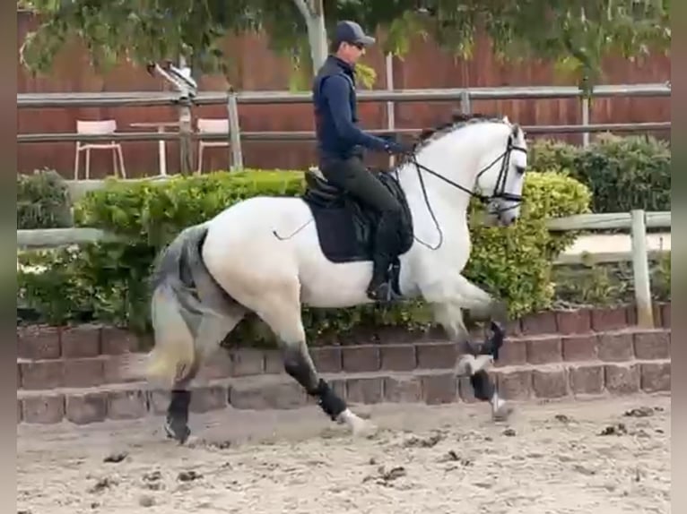 Lusitanos Hengst 4 Jahre 165 cm Schimmel in Santa Perpetua de Mogoda