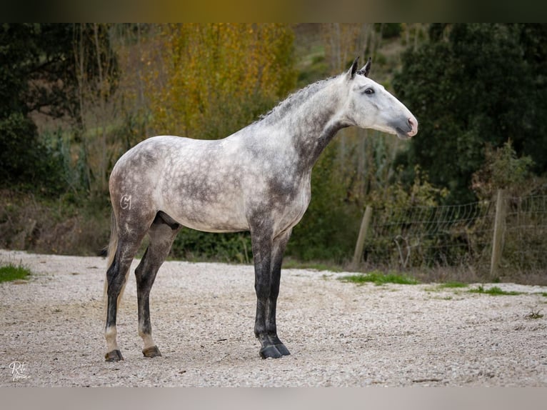 Lusitanos Hengst 4 Jahre 165 cm Schimmel in Palmela
