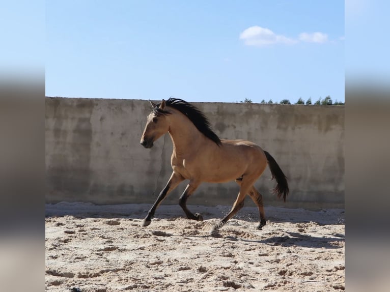 Lusitanos Hengst 4 Jahre 166 cm Falbe in Rio Maior