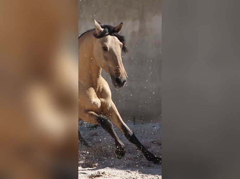 Lusitanos Hengst 4 Jahre 166 cm Falbe in Torres Vedras