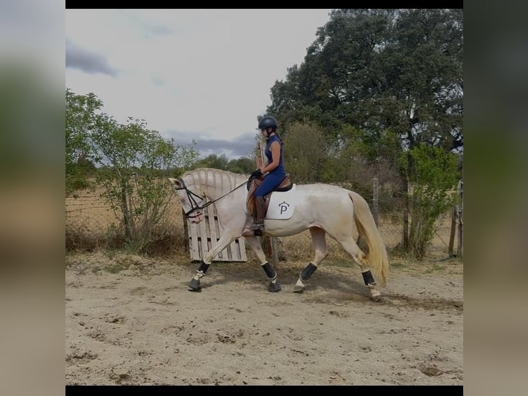 Lusitanos Hengst 4 Jahre 166 cm Pearl in Évora