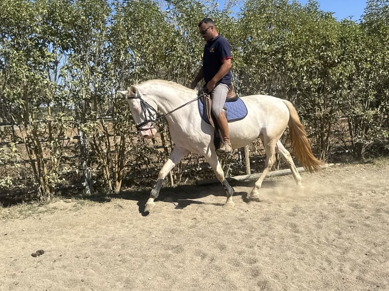 Lusitanos Hengst 4 Jahre 166 cm Pearl in Évora