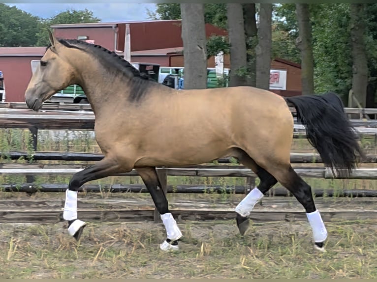 Lusitanos Hengst 4 Jahre 167 cm Buckskin in Lingen