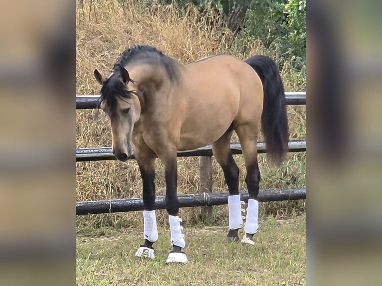 Lusitanos Hengst 4 Jahre 167 cm Buckskin in Lingen