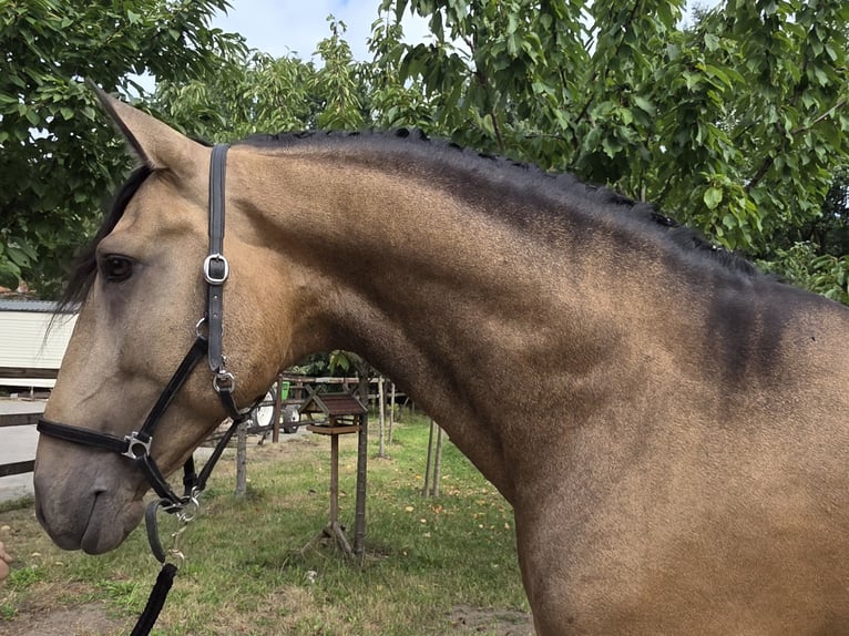Lusitanos Hengst 4 Jahre 167 cm Buckskin in Lingen