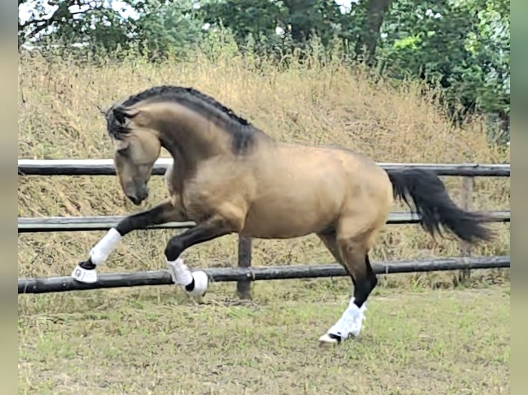Lusitanos Hengst 4 Jahre 167 cm Buckskin in Lingen