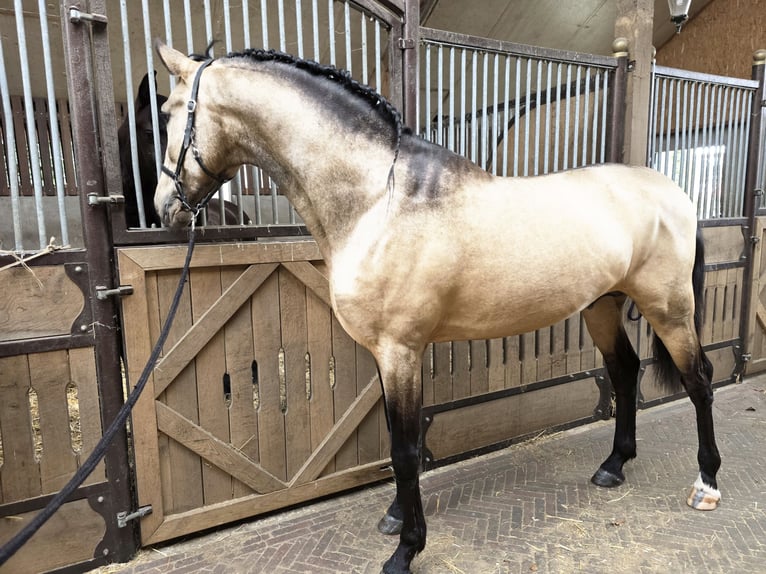 Lusitanos Hengst 4 Jahre 167 cm Buckskin in Lingen