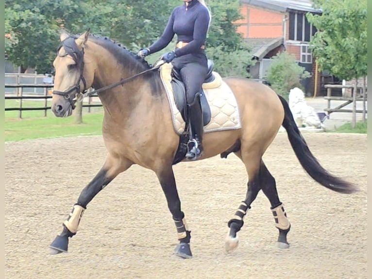 Lusitanos Hengst 4 Jahre 167 cm Buckskin in Lingen
