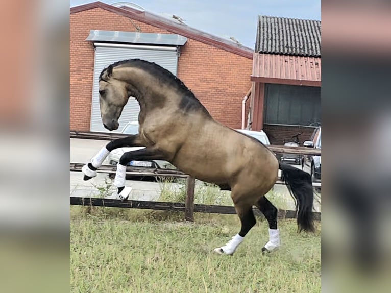 Lusitanos Hengst 4 Jahre 167 cm Buckskin in Lingen