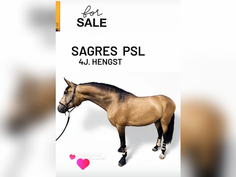 Lusitanos Hengst 4 Jahre 167 cm Buckskin in Lingen