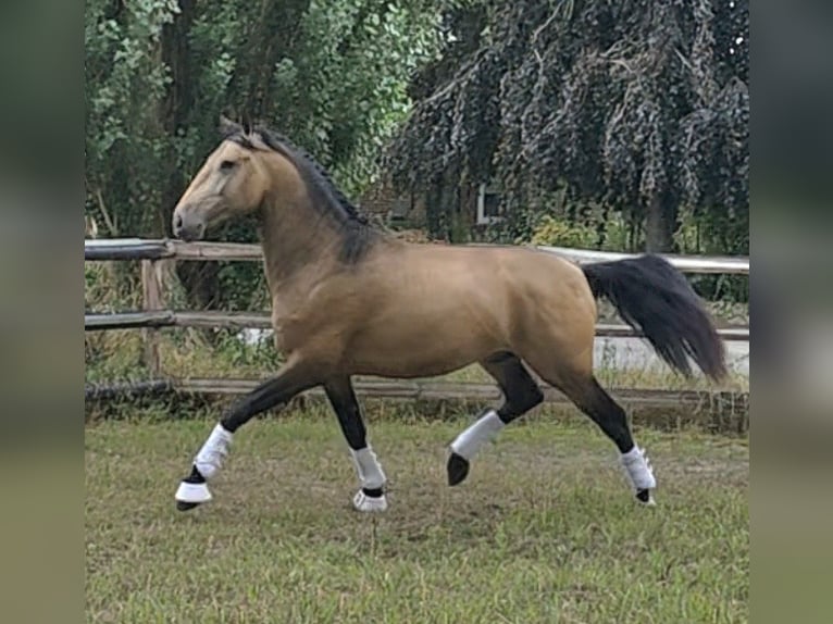 Lusitanos Hengst 4 Jahre 167 cm Buckskin in Lingen