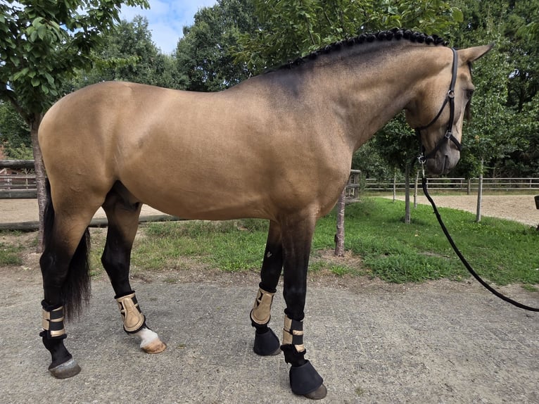 Lusitanos Hengst 4 Jahre 167 cm Buckskin in Lingen