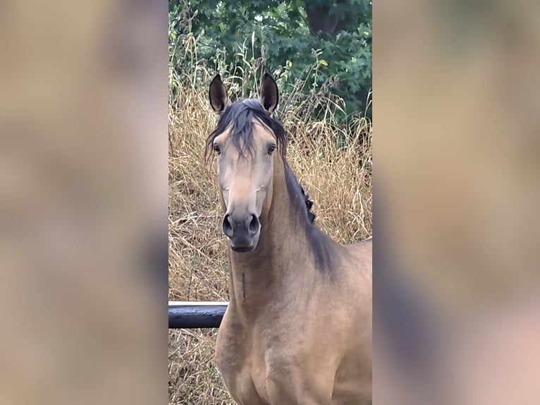 Lusitanos Hengst 4 Jahre 167 cm Buckskin in Lingen