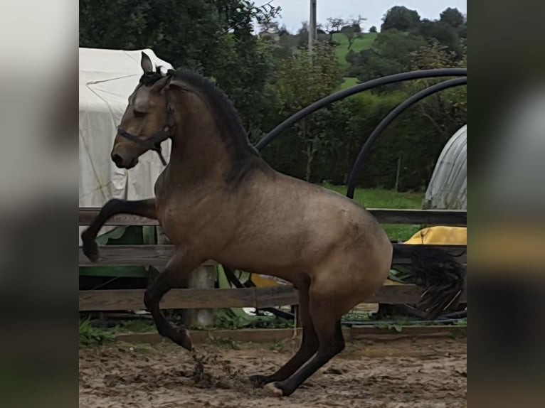 Lusitanos Hengst 4 Jahre 167 cm Buckskin in Lingen
