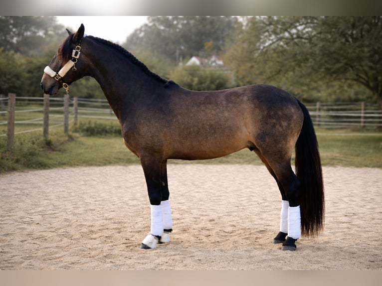 Lusitanos Hengst 4 Jahre 168 cm Falbe in Nigrán