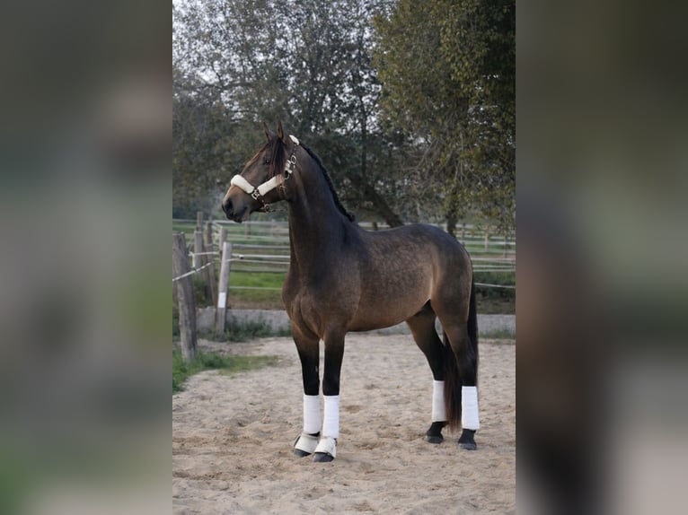 Lusitanos Hengst 4 Jahre 168 cm Falbe in Nigrán