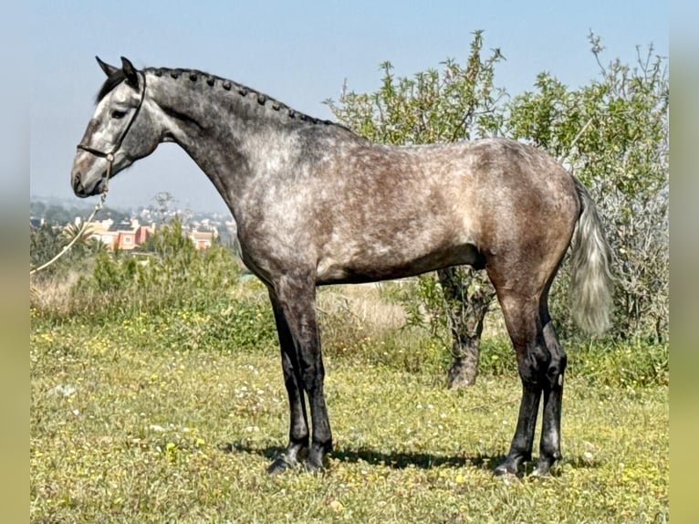 Lusitanos Hengst 4 Jahre 169 cm Apfelschimmel in Betera