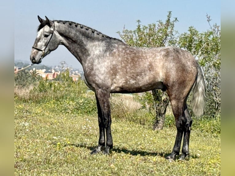 Lusitanos Hengst 4 Jahre 169 cm Apfelschimmel in Betera